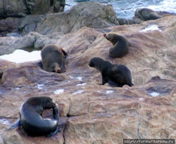 Колония морских котиков на мысу Ohau Point