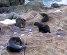 Колония морских котиков на мысу Ohau Point