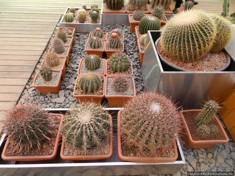 Ботанический сад мгу аптекарский огород цветок хищник. Стиль бонсай в интерьере. Отанический сад мгу «аптекарский огород». Аптекарский огород репетиция весны. Аптекарский огород москва китайский новый год.