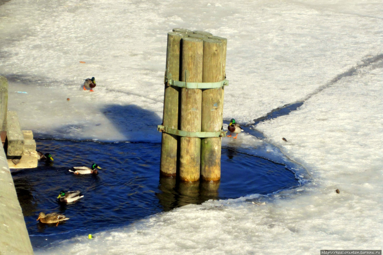 И вездесущие утки выплывают из-под моста. Санкт-Петербург, Россия