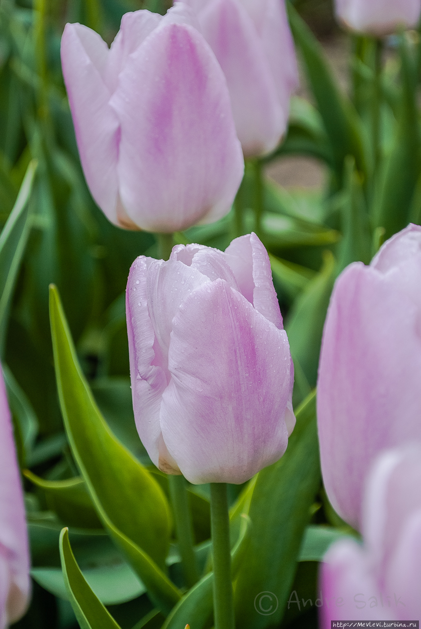 Цветочное чудо Юрмала, Латвия
