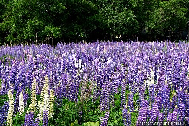 Люпины. Южно-Сахалинск, Россия