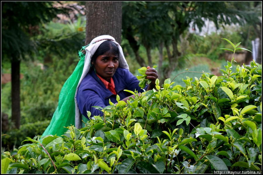 Сбор  чая  идет  круглый  год.  Обычно  пишут,  что эта  работа  прооизводится  в  сухую  погоду,  но  мы  не  раз  убеждались-  чай   собирают  в  любую  погоду. Технологии  переработки  совершенствуются  из  года  в  год,  благодаря  чему  уже  не  надо  ждать  милости  от  природы. Нувара Элия, Шри-Ланка