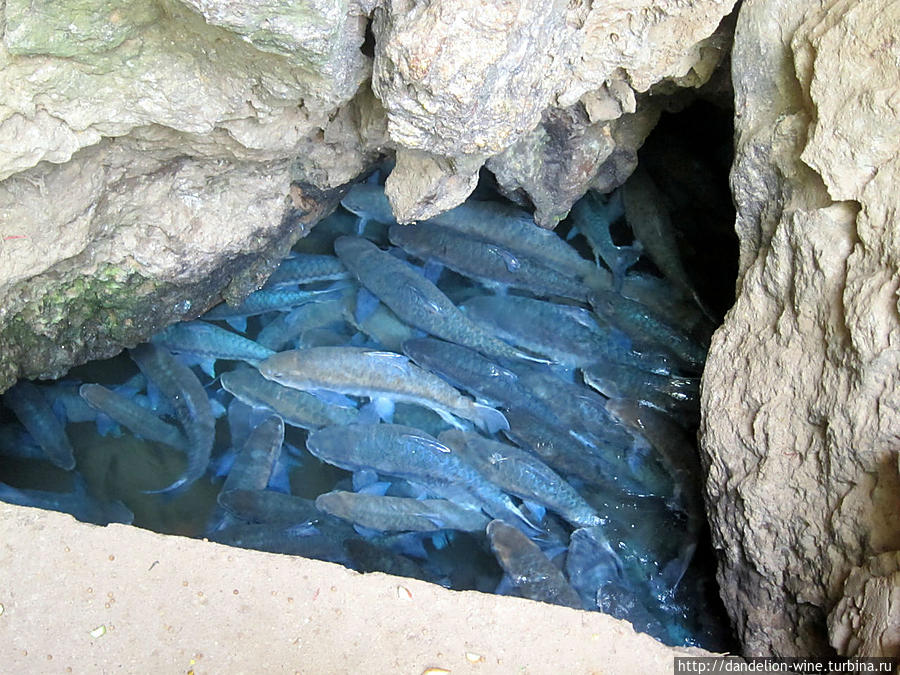 Рыбья пещера (Fish Cave, Thampla-Phasua waterfall park) Мае-Хонг-Сон, Таиланд