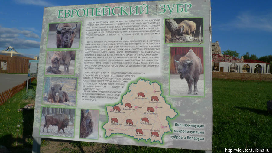 И вот царь минского зоопарка зубр, его величество. Минск, Беларусь