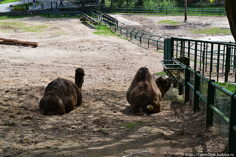 Гданьский зоопарк — Oliwa Zoo Гданьск, Польша