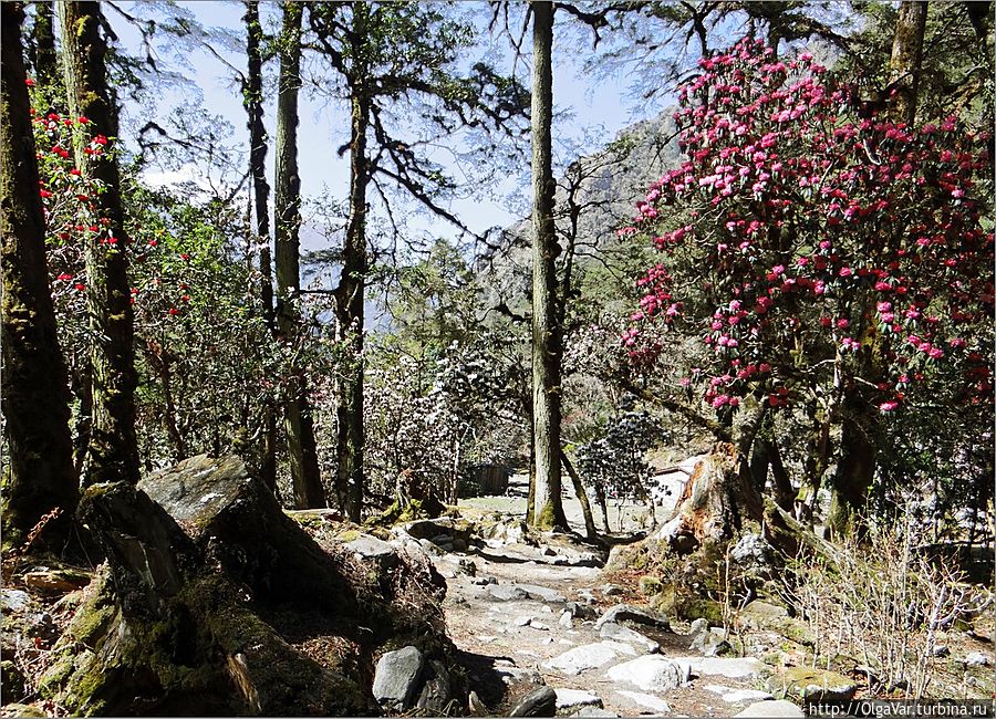 На высоте 2400 метров лес становится цветным. Это так цветут рододендроны. Лангтанг, Непал