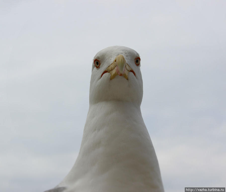 Площадь Венеции. Рим, Италия