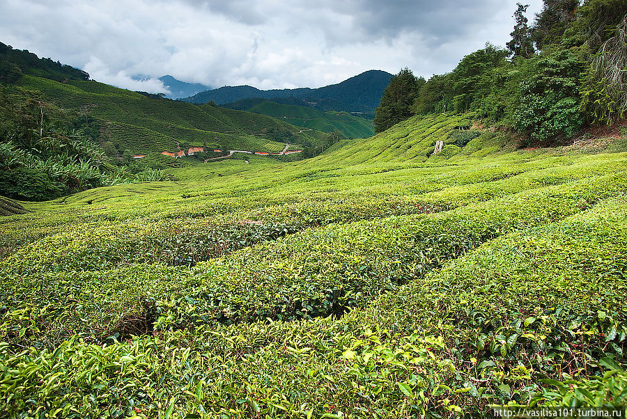 Чайные плантации — Sungai Palas Boh Tea Estate Танах-Рата, Малайзия