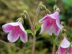 Линнея северная (Linnaea borealis)