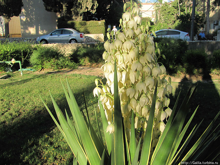 В царстве кактусов Тель-Авив, Израиль