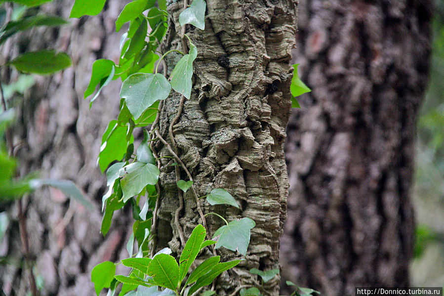 Пробковый дуб — к полету готов! Каталония, Испания