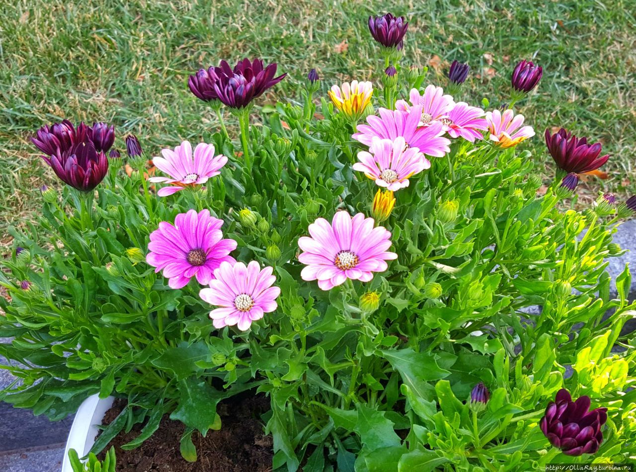 А вы не пробовали выращивать капскую маргаритку (остеоспермум)? По-моему  прекрасно смотрится в кашпо.