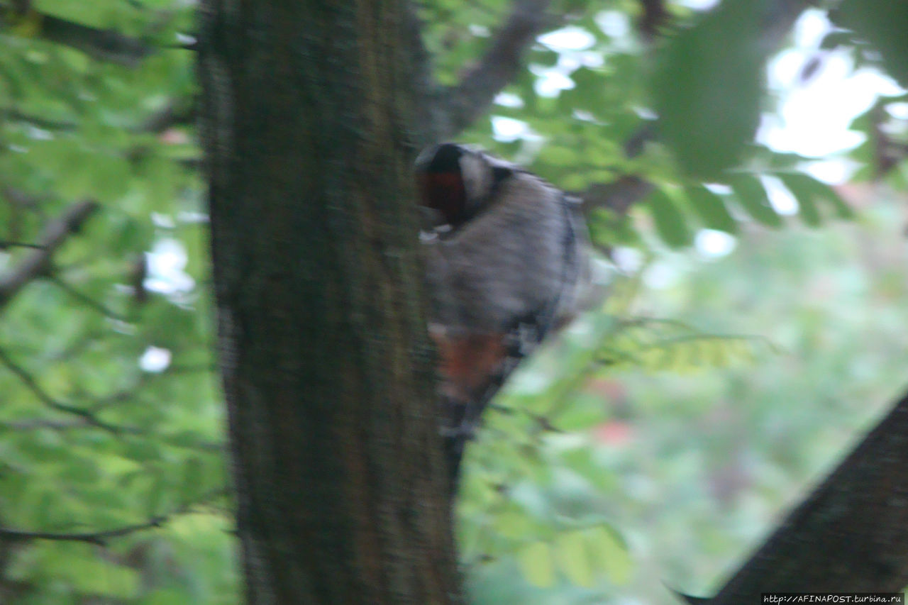 Незваная гостья Москва и Московская область, Россия