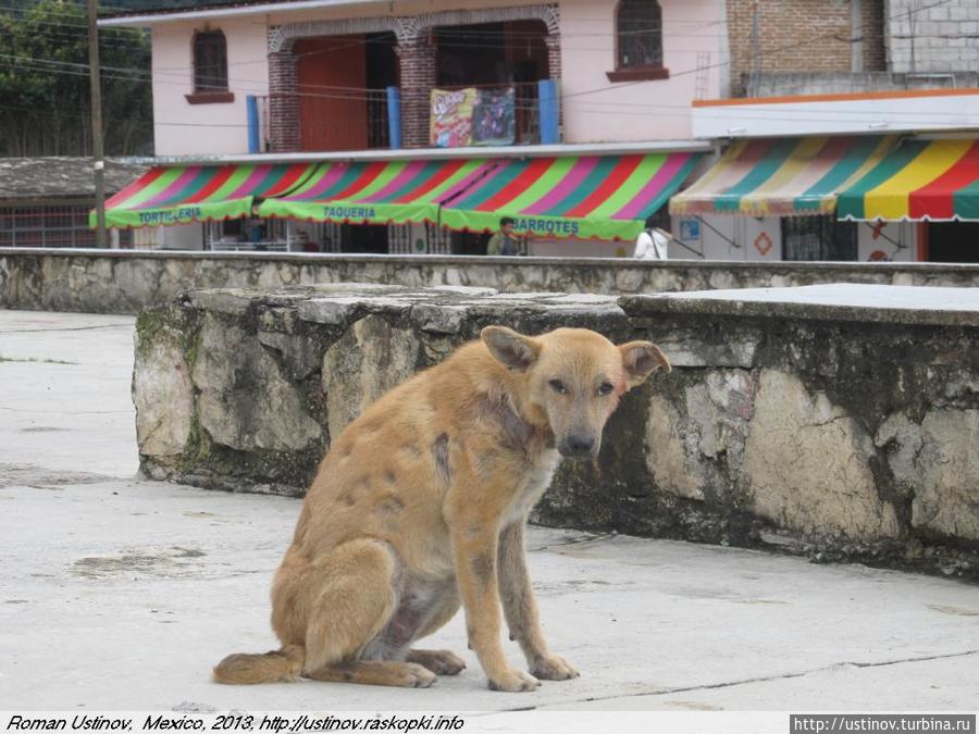 унылый пес Нуэво-Сан-Хуан-Чамула, Мексика