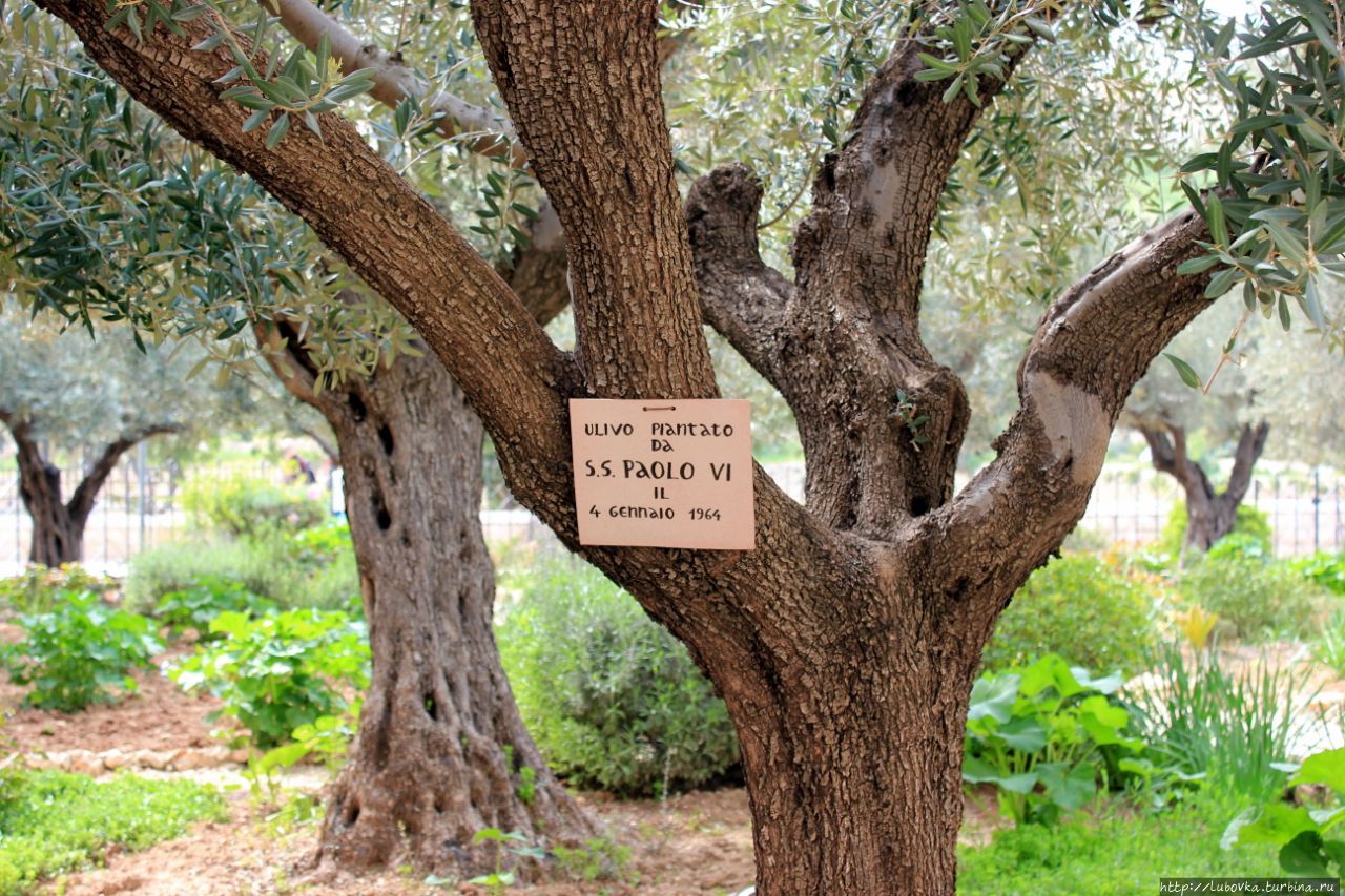 Так выглядит совсем молодое деревце Оливы, которому всего 54 года. Иерусалим, Израиль
