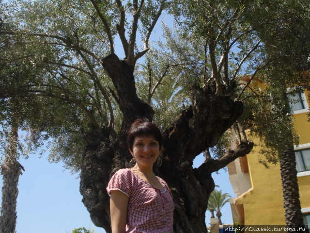 На фоне 2000 летнего оливкового дерева