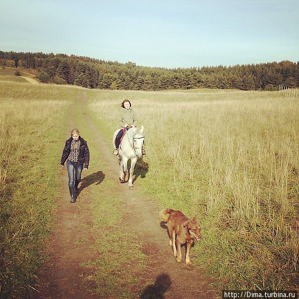 Пёс, который живёт с лошадьми и всегда ходит на прогулки вместе с ними. Имени у него нет. Хотя он забавный. Санкт-Петербург, Россия