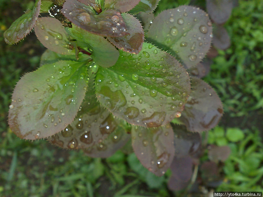 Барбарис Раменское, Россия