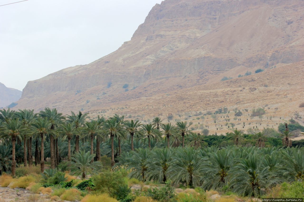 Финковая пальма Израиля Израиль Финковая пальма Израиля Израиль