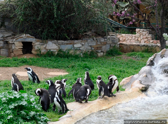 Афинский зоопарк. Attica Zoological Park Афины, Греция