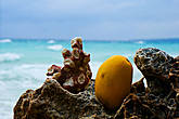 Коралл и манго