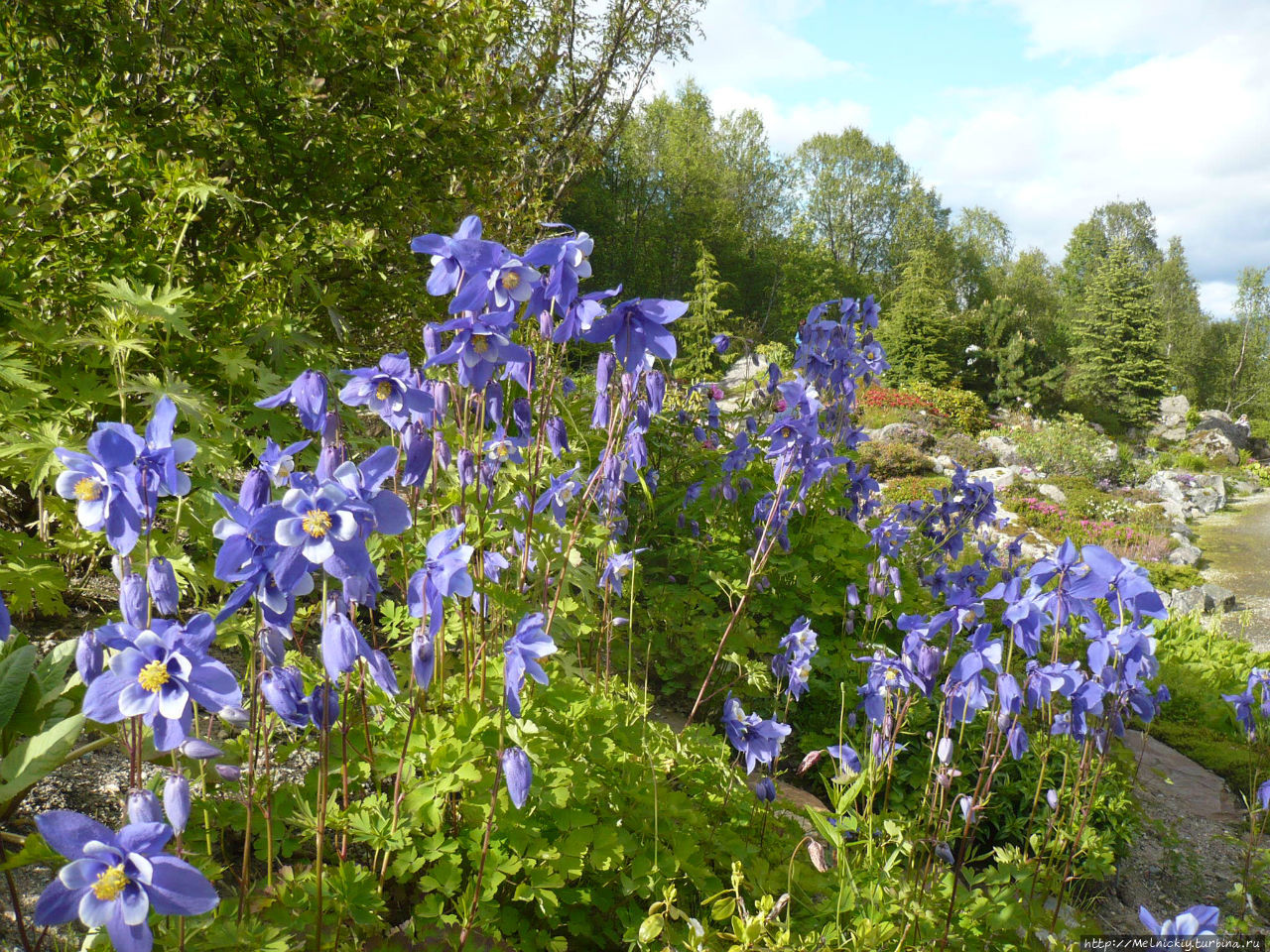 Арктическо-альпийский ботанический сад Тромсё, Норвегия