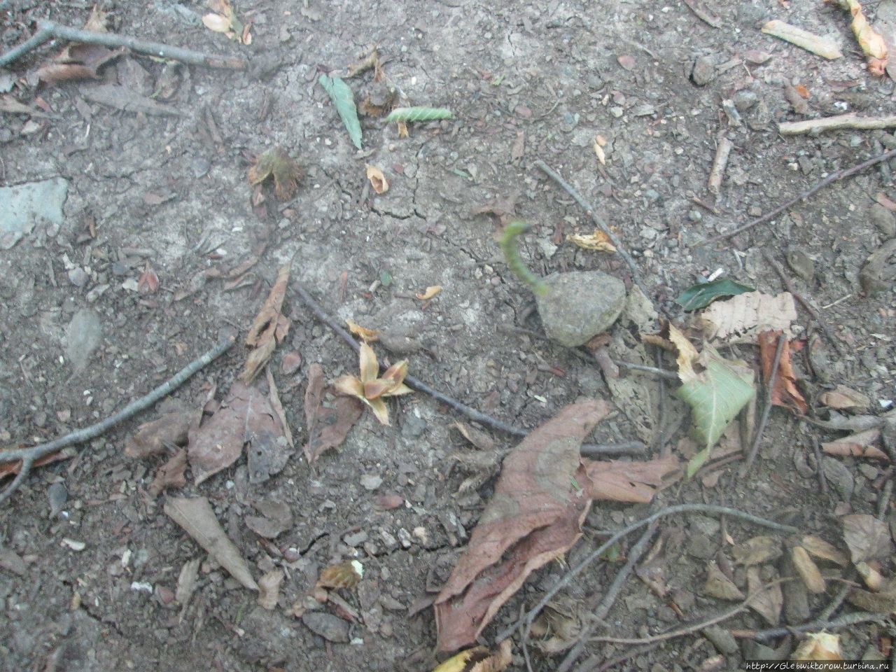 Небольшой лесок с гусеницами