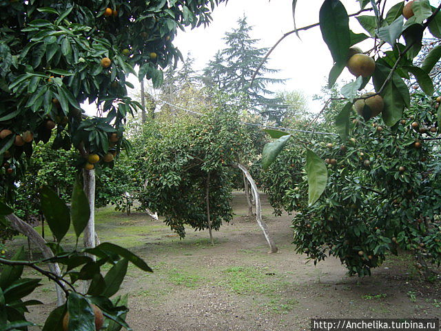 Хозяйский сад.