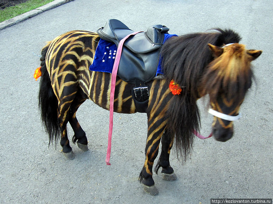 ...или такая зебра-пони.