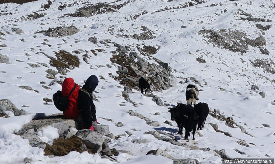 Незадолго   до  перевала    нас  догнали   яки.  Никогда   не  думала,  что  они    настолько   пугливы  —   пришлось  отойти  в   сторону,   уступая   им  дорогу.   За   перевалом,   похоже,   трава     слаще. Покхара, Непал