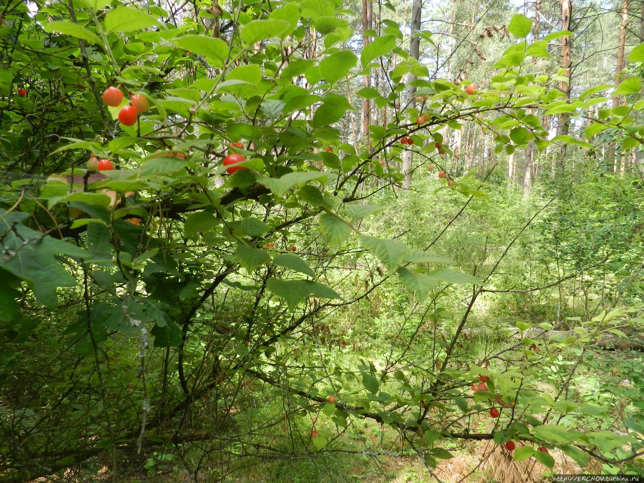 Шумел черешней брянский лес Брянская область, Россия