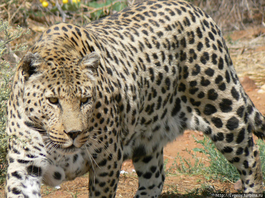 Леопарды Намибия