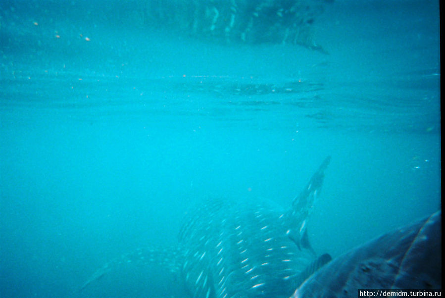 Плавание с китовыми акулами Канкун, Мексика