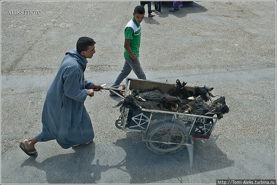 Похоже этих коз везут на заклание...
*