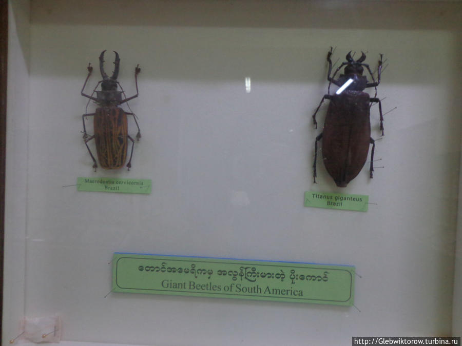 Butterfly museum Пьин-У-Львин, Мьянма