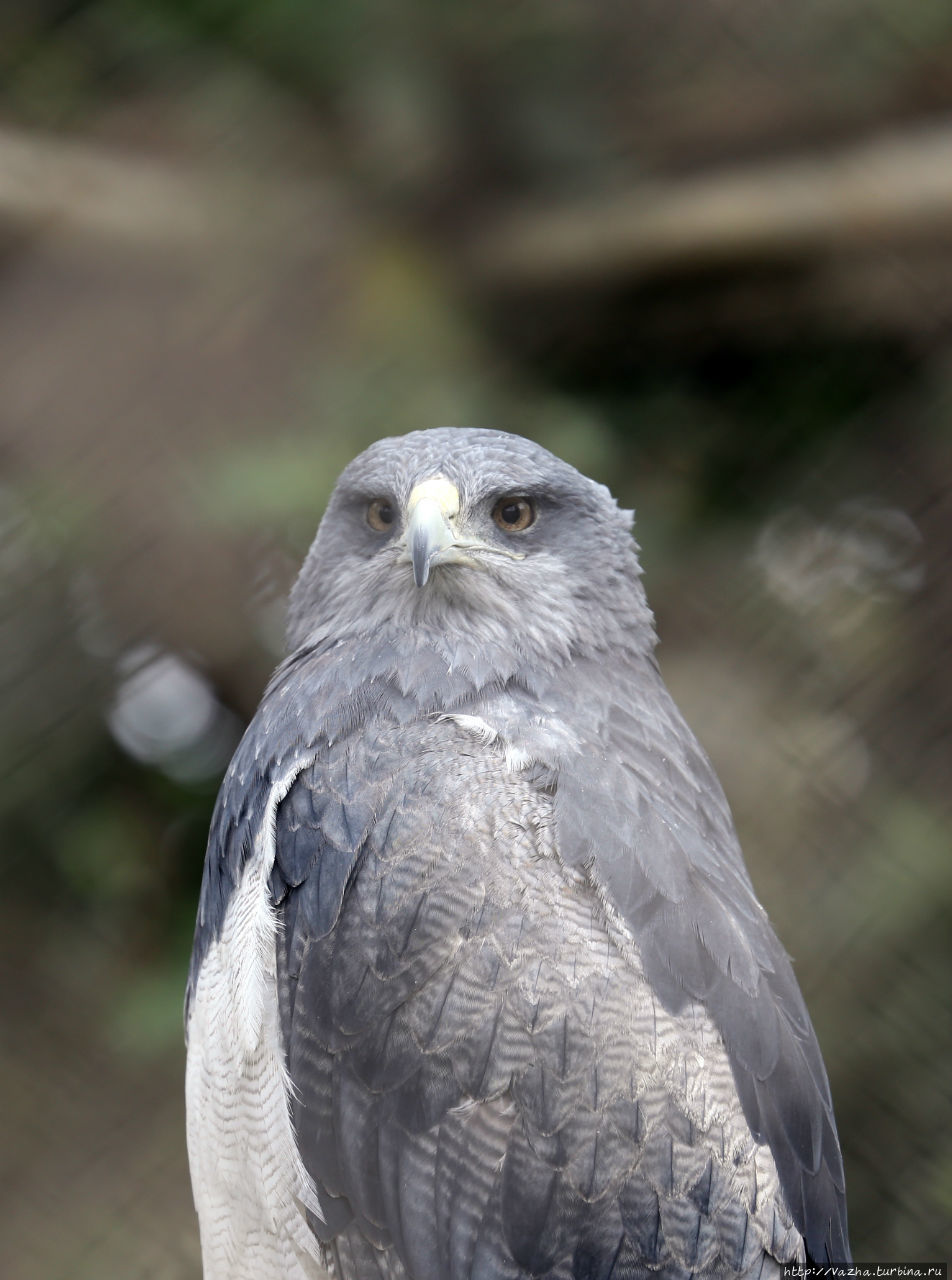 Зоопарк Лимы Лима, Перу