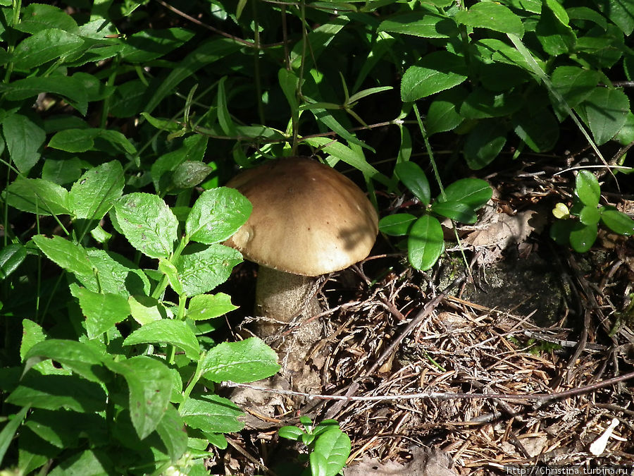 Грибам — место в блоге Ишгль, Австрия