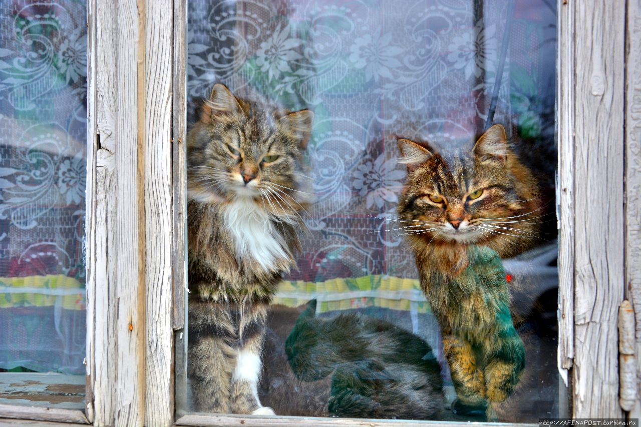 Торжокские киски Торжок, Россия