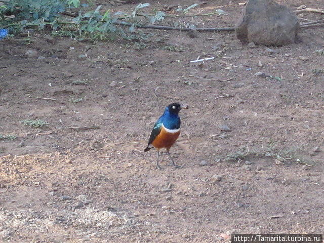 Синие птицы Озеро Богория, Кения