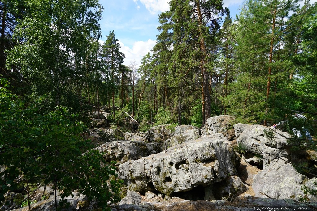 Рачейский бор Старая Рачейка, Россия