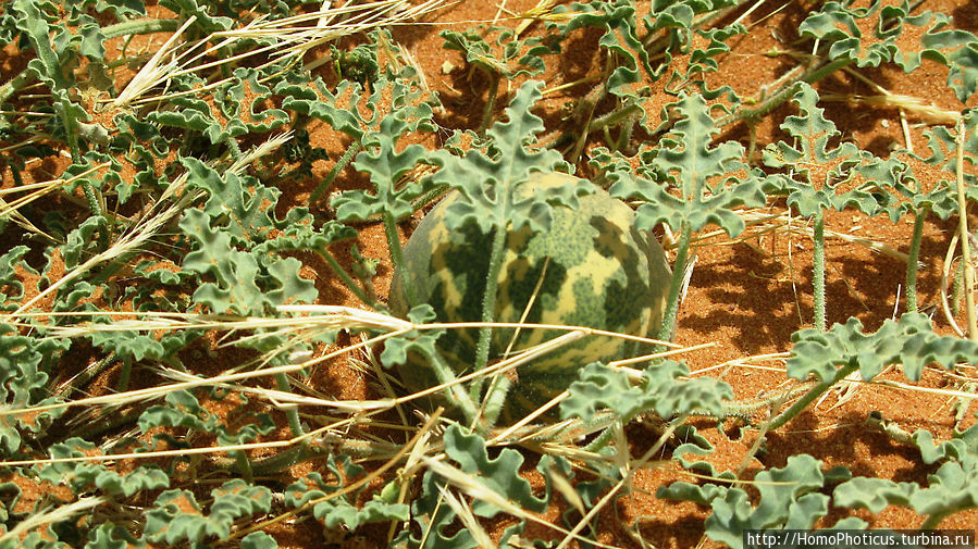 Последний расцвет Куша Штат Нил, Судан