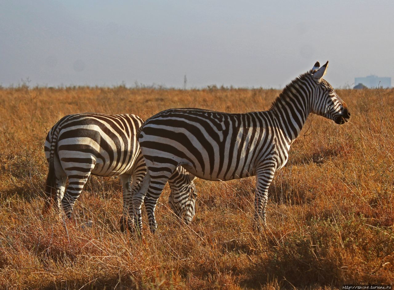Национальный парк Найроби Национальный парк Найроби, Кения