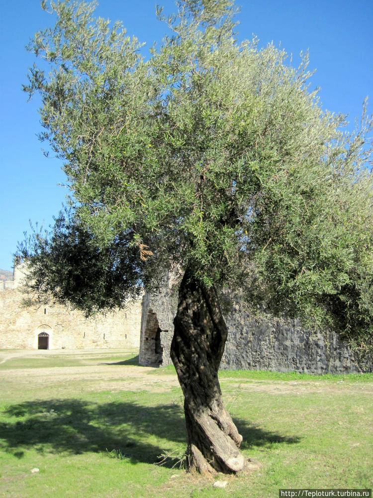 Древняя маслина