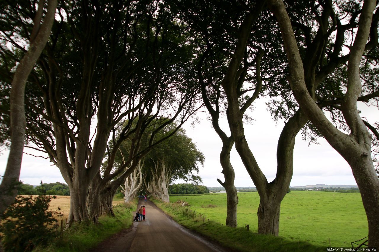 Темная Аллея Dark Hedges и темные века Dark Ages Дарк-Хеджес, Великобритания