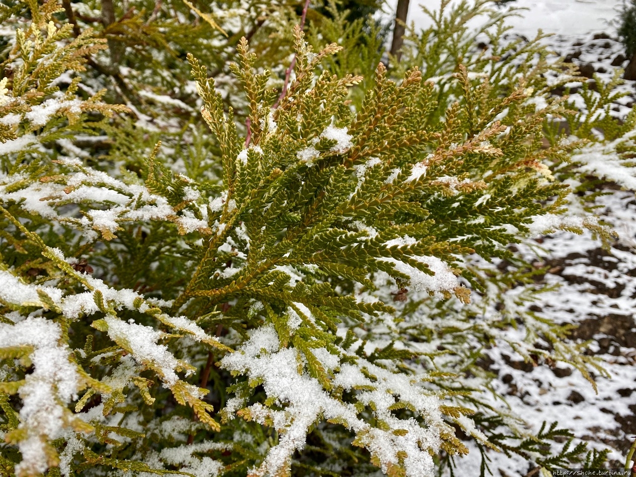 25 января — первый день зимы)) Рогань, Украина