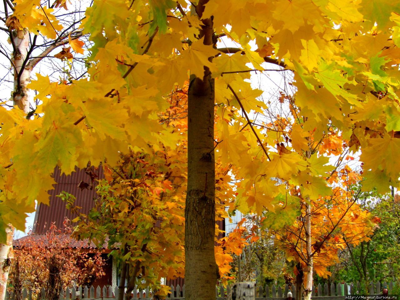 Осенние этюды Долинск, Россия Осенние этюды Долинск, Россия