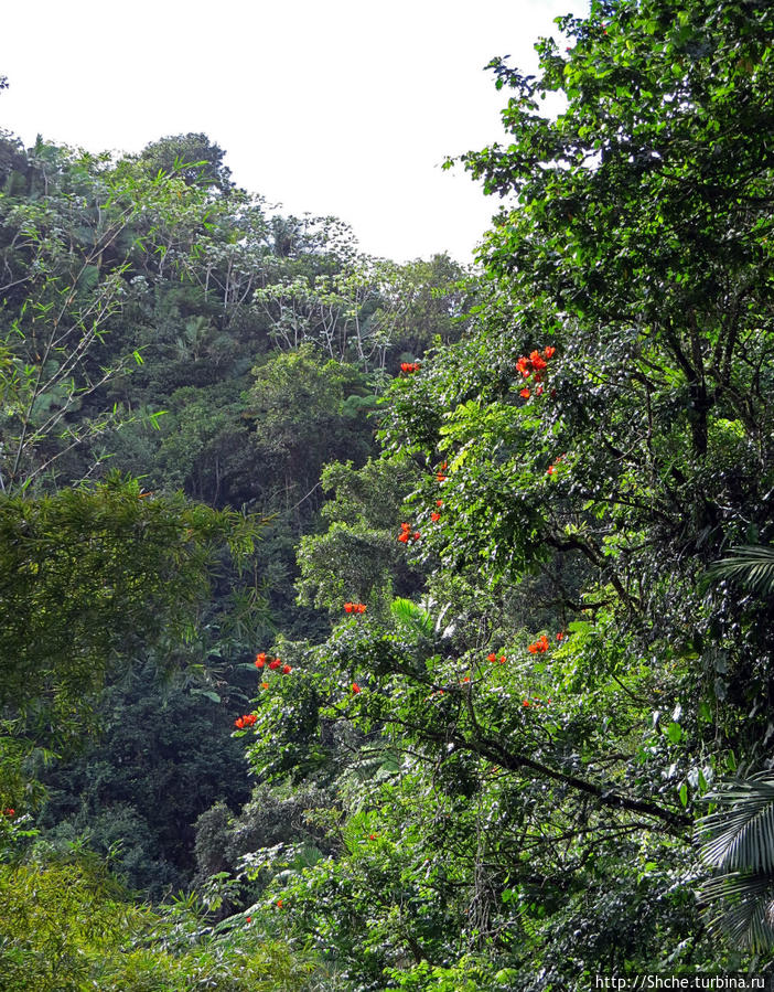 Посещение национального парка (леса) Эль Юнке Эль Юнке Национальный Лес, Пуэрто-Рико