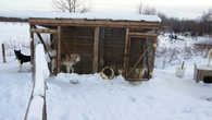 Ездовые собаки в этнокультурном комплексе Кайныран