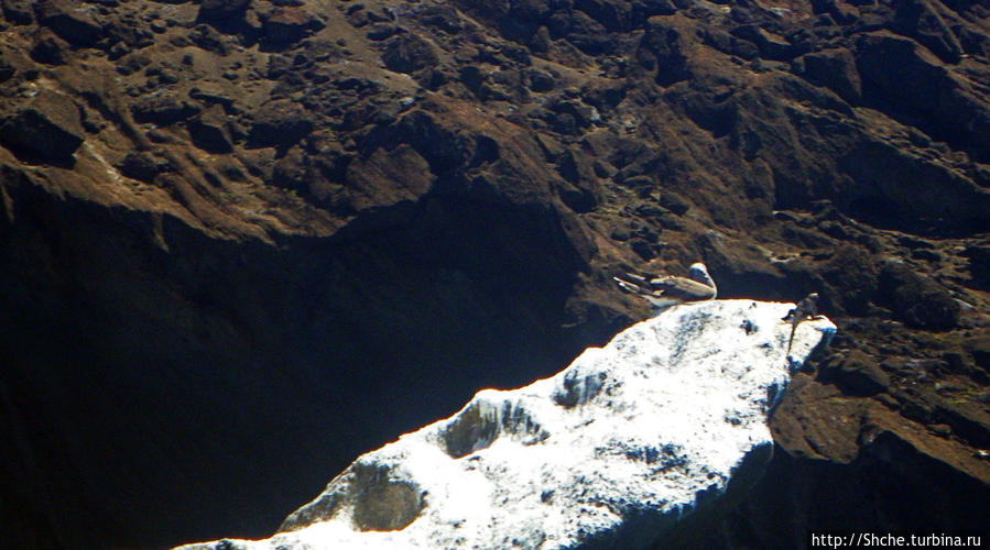 Сноклинг вокруг Pinnacle Rock (ноготь Бартоломе): акула и др Остров Бартоломе, Эквадор
